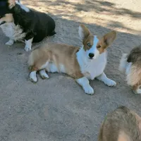 Grey, a male Pembroke Welsh Corgi for sale in Apple Valley, CA – Photo 6 of 6
