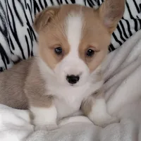 Grey, a male Pembroke Welsh Corgi for sale in Apple Valley, CA – Photo 4 of 6