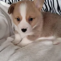 Grey, a male Pembroke Welsh Corgi for sale in Apple Valley, CA – Photo 3 of 6