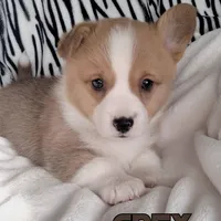 Grey, a male Pembroke Welsh Corgi for sale in Apple Valley, CA – Photo 1 of 6