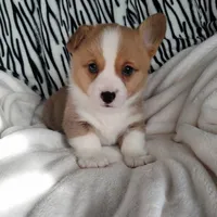 Grey, a male Pembroke Welsh Corgi for sale in Apple Valley, CA – Photo 2 of 6