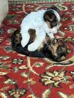 Clarke, a male Yorkshire Terrier for sale in Grand River, IA – 7 of 8
