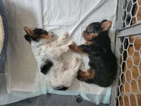 Daisy, a female Yorkshire Terrier for sale in Grand River, IA – 4 of 8
