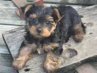Clarke, a male Yorkshire Terrier for sale in Grand River, IA – 3 of 8