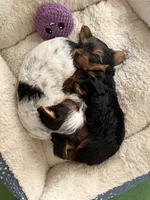 Clarke, a male Yorkshire Terrier for sale in Grand River, IA – 5 of 8
