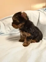 Clarke, a male Yorkshire Terrier for sale in Grand River, IA – 2 of 8