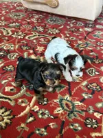Clarke, a male Yorkshire Terrier for sale in Grand River, IA – 6 of 8