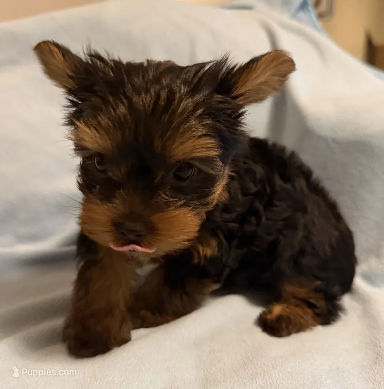 Clarke – Yorkshire Terrier puppy for sale in Grand River, IA