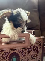 Daisy, a female Yorkshire Terrier for sale in Grand River, IA – 3 of 8