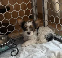 Daisy, a female Yorkshire Terrier for sale in Grand River, IA – 2 of 8