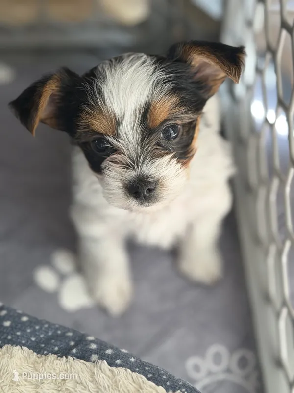 Daisy – Yorkshire Terrier puppy for sale in Grand River, IA