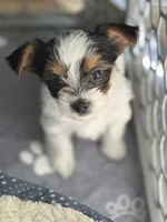 Daisy, a female Yorkshire Terrier for sale in Grand River, IA – 1 of 8