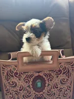 Daisy, a female Yorkshire Terrier for sale in Grand River, IA – 8 of 8