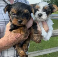 Clarke, a male Yorkshire Terrier for sale in Grand River, IA – 8 of 8