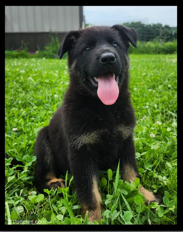 Forest  – German Shepherd Dog puppy for sale in Brookfield, MO