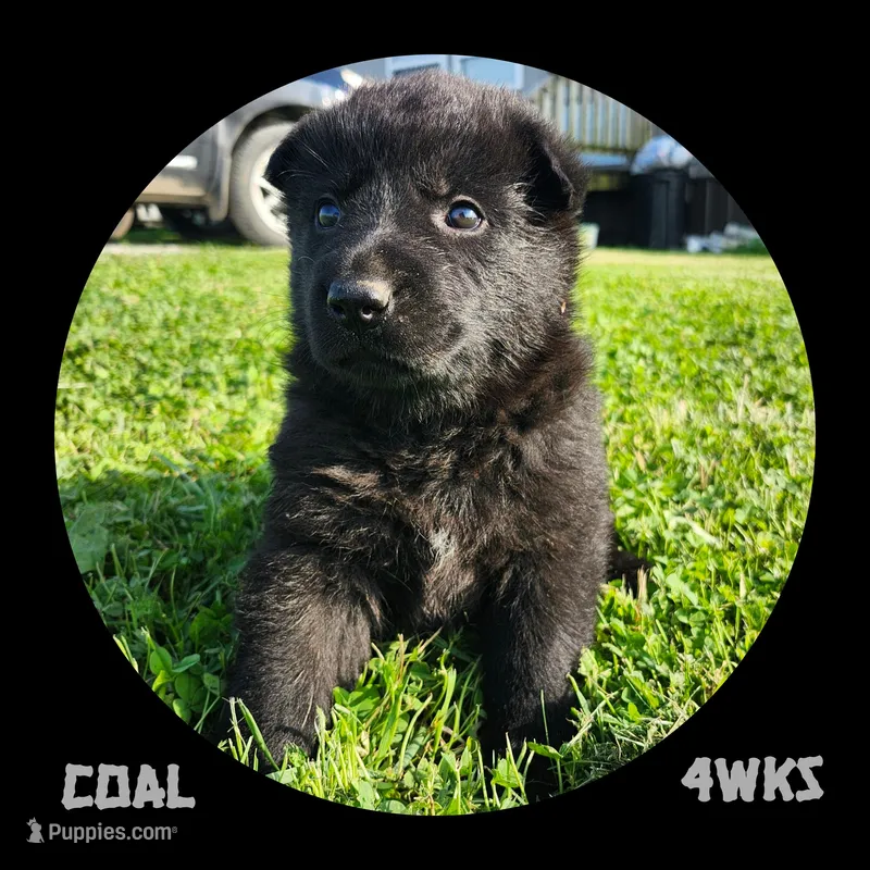 Coal – German Shepherd Dog puppy for sale in Brookfield, MO