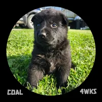 Coal, a male German Shepherd Dog for sale in Brookfield, MO – 1 of 4