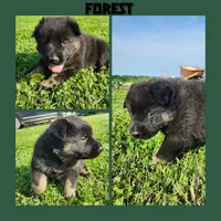 Forest , a male German Shepherd Dog for sale in Brookfield, MO – 4 of 4