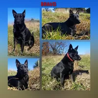Coal, a male German Shepherd Dog for sale in Brookfield, MO – 2 of 4