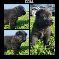 Coal, a male German Shepherd Dog for sale in Brookfield, MO – 3 of 4