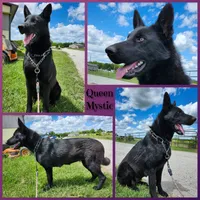 Coal, a male German Shepherd Dog for sale in Brookfield, MO – 4 of 4