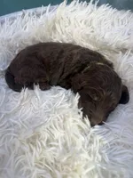 Boy 2, a male Miniature Bernedoodle for sale in Mobile, AL – Photo 1 of 2