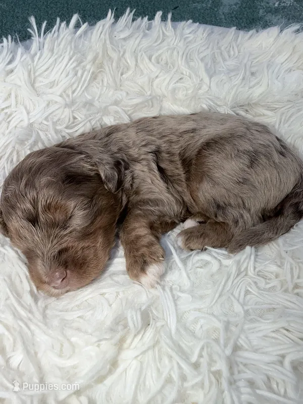 Girl 3 – Miniature Bernedoodle puppy for sale in Mobile, AL