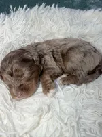 Girl 3, a female Miniature Bernedoodle for sale in Mobile, AL – Photo 1 of 2