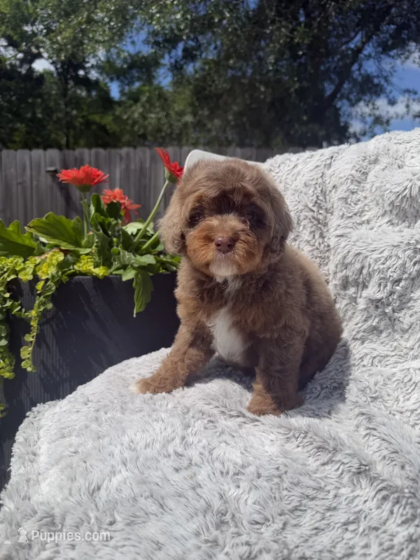Girl 2 – Miniature Bernedoodle puppy for sale in Mobile, AL