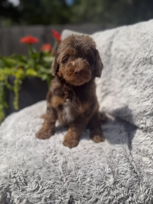 Girl 3 – Miniature Bernedoodle puppy for sale in Mobile, AL