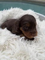 Girl 4, a female Miniature Bernedoodle for sale in Mobile, AL – Photo 1 of 2