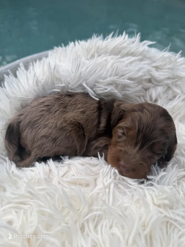 Girl 1 – Miniature Bernedoodle puppy for sale in Mobile, AL