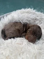 Girl 1, a female Miniature Bernedoodle for sale in Mobile, AL – Photo 1 of 2