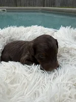 Girl 5, a female Miniature Bernedoodle for sale in Mobile, AL – Photo 1 of 2