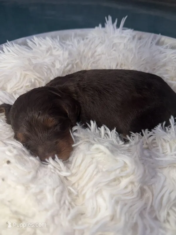 Boy 1 – Miniature Bernedoodle puppy for sale in Mobile, AL