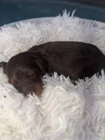 Boy 1, a male Miniature Bernedoodle for sale in Mobile, AL – Photo 1 of 2