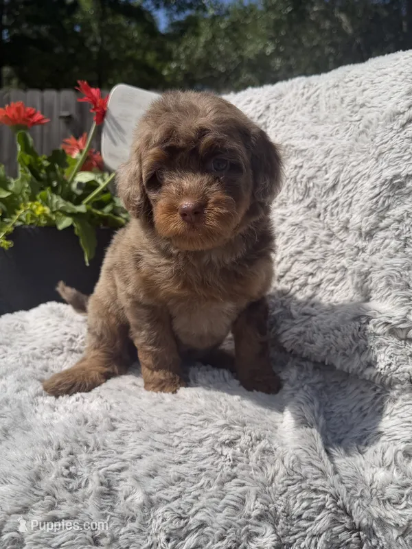 Girl 5 – Miniature Bernedoodle puppy for sale in Mobile, AL