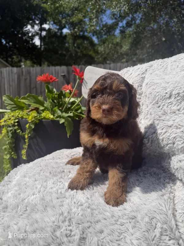 Girl 4 – Miniature Bernedoodle puppy for sale in Mobile, AL