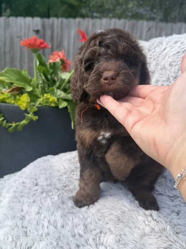 Boy 1 – Miniature Bernedoodle puppy for sale in Mobile, AL