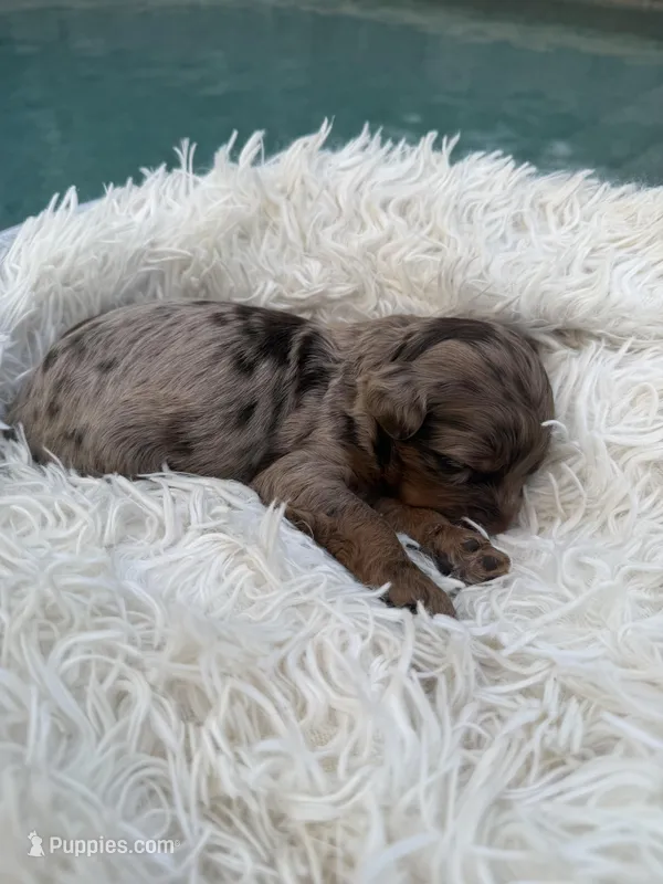 Girl 2 – Miniature Bernedoodle puppy for sale in Mobile, AL