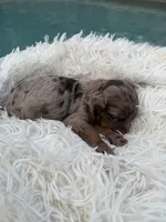 Girl 2, a female Miniature Bernedoodle for sale in Mobile, AL – Photo 1 of 2