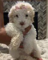 Dandelion, a female Miniature Goldendoodle for sale in Houston, TX – 5 of 5