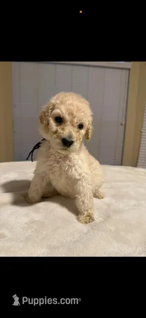 Latte – Goldendoodle puppy for sale in Houston, TX