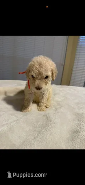 Caramel – Goldendoodle puppy for sale in Houston, TX
