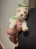 Daffodil , a female Goldendoodle for sale in Houston, TX – 4 of 7