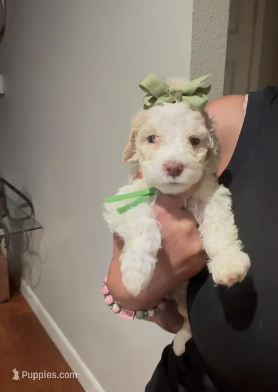 Daffodil  – Goldendoodle puppy for sale in Houston, TX