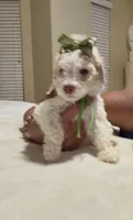 Daffodil , a female Goldendoodle for sale in Houston, TX – 6 of 7