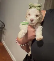 Daffodil , a female Goldendoodle for sale in Houston, TX – 3 of 7