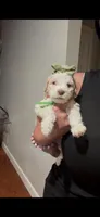 Daffodil , a female Goldendoodle for sale in Houston, TX – 7 of 7