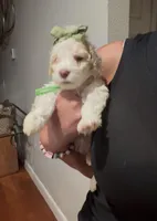 Daffodil , a female Goldendoodle for sale in Houston, TX – 2 of 7